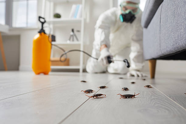 Post-Treatment Bed Bug Interceptor Monitoring in Greeley